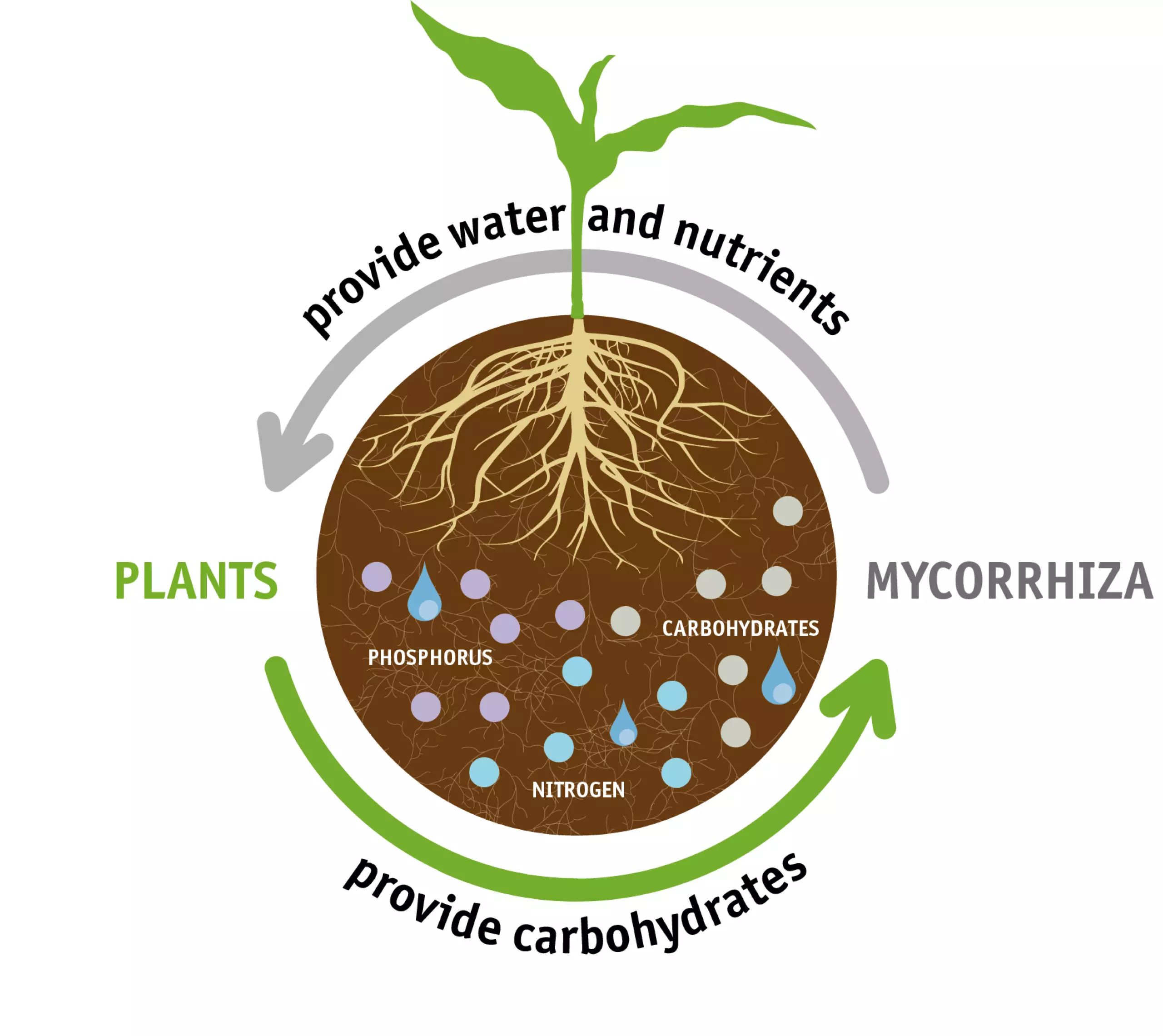 Microscopic view of mycorrhizal fungi network connecting with plant roots