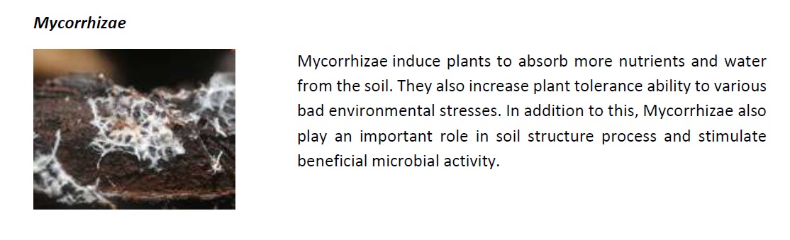 Microscopic view of mycorrhizal fungi network connecting with plant roots